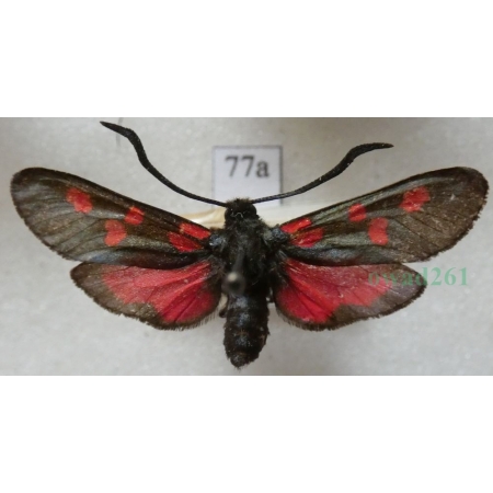Zygaena lonicerae (Scheven, 1777) Deutschland77a